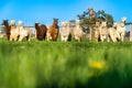 Alpacas in a field in Central Oregon Royalty Free Stock Photo