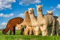 Alpacas in a field in Central Oregon Royalty Free Stock Photo