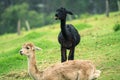 Alpacas in a field