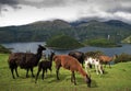 Alpacas grazing around Cuicocha Volcanic Lagoon