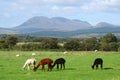 Alpacas grazing on Scottish island