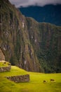 Alpacas grazing on the grasses of Machu Picchu in Peru Royalty Free Stock Photo