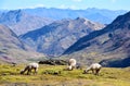 Alpacas near the Vilcanota Mountain Range in Peru Royalty Free Stock Photo