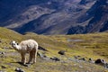 Alpacas near the Vilcanota Mountain Range in Peru Royalty Free Stock Photo