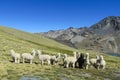 Alpacas on green meadow in Andes Royalty Free Stock Photo