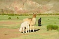 Alpacas on green meadow in Andes Royalty Free Stock Photo