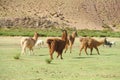 Alpacas on green meadow in Andes Royalty Free Stock Photo