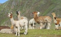 Alpacas on green meadow in Andes Royalty Free Stock Photo