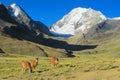 Alpacas on green meadow in Andes snow caped mountains Royalty Free Stock Photo