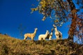 Alpacas on a hill on a clear sunny day