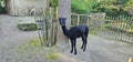 Alpacas (Huacaya) in a zoo