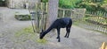 Alpacas (Huacaya) in a zoo