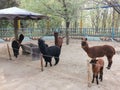 Alpacas @ Jinan Wildlife World Zoo, Shandong China