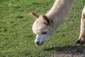 Alpacas at Kickin` Back 2 Royalty Free Stock Photo