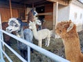 Alpacas different colored and wooly llama in front of feeding place outdoors in closeup view Royalty Free Stock Photo