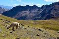 Alpacas near the Vilcanota Mountain Range in Peru Royalty Free Stock Photo