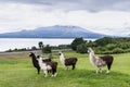 Alpacas and Osorno Volcano, Lake Region, Chile Royalty Free Stock Photo