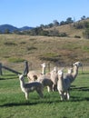 Alpacas in Paddock