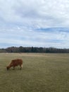 Alpacas peacefully grazing in the meadow. Estonia, spring.