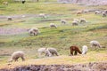 Alpacas in the Peruvian Andes near Vinicunca Rainbow Mountain in Cusco Province, Peru Royalty Free Stock Photo