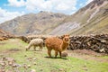 Alpacas in the Peruvian Andes near Vinicunca Rainbow Mountain in Cusco Province, Peru Royalty Free Stock Photo