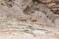 Alpacas in the Peruvian Andes near Vinicunca Rainbow Mountain in Cusco Province, Peru Royalty Free Stock Photo