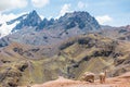 Alpacas in the Peruvian Andes near Vinicunca Rainbow Mountain in Cusco Province, Peru Royalty Free Stock Photo