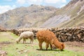 Alpacas in the Peruvian Andes near Vinicunca Rainbow Mountain in Cusco Province, Peru Royalty Free Stock Photo
