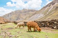 Alpacas in the Peruvian Andes near Vinicunca Rainbow Mountain in Cusco Province, Peru Royalty Free Stock Photo