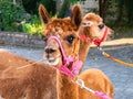 Alpacas with Pink Harnesses on a Paved Path Royalty Free Stock Photo