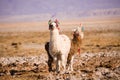 Alpacas in the Salar de Atacama Atacama Salt lake, Tambillo, Los Flamencos National Reserve, Atacama desert, Chile