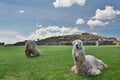 Alpacas at Saqsaywaman inca site. Cusco. Peru Royalty Free Stock Photo