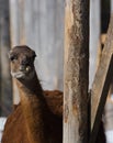 Alpacas in a small Canadian farm in Quebec, Canada