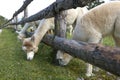 Alpacas in Small Farm, Alpaka Berghof, Oberosterreich, Austria