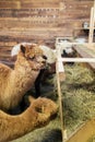 Alpacas in a stable Royalty Free Stock Photo