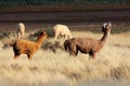 Alpacas (Vicugna pacos) Royalty Free Stock Photo