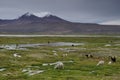 Alpacas Vicugna pacos grazing in a meadow.