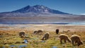 Alpacas vicugna pacos grazing on the shore of lake Chungara at the base of Quisi Quisini volcano, in the Altiplano of Chile