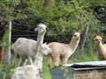 Alpacas watching in a field