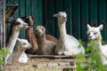 Alpacas in the zoo. Portrait of an alpaca in the zoo. Group of funny alpacas resting sitting in the zoo Royalty Free Stock Photo