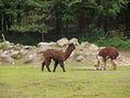 Alpacas in a zoo