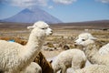 Alpakas and Vulcanoe, Altiplano, Peru
