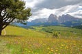 Alpe de Siusi above Ortisei with colorful flowers in the foreground, Sassolungo and Sassopiatto mountains in the background, Val G