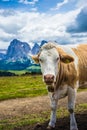 Alpe di Siusi, Seiser Alm with Sassolungo Langkofel Dolomite, a brown and white cow standing on top of a dirt field