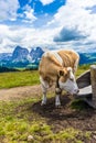 Alpe di Siusi, Seiser Alm with Sassolungo Langkofel Dolomite, a brown and white cow standing on top of a dirt field