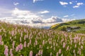 Alpe di Siusi, Seiser Alm with Sassolungo Langkofel Dolomite, flowers among grass