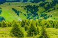 Alpe di Siusi, Seiser Alm with Sassolungo Langkofel Dolomite, lush green field in Seiser Alm Puflatsch Bullaccia