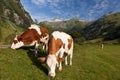 Alpen cows