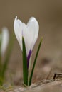 Alpen crocus, Crocus vernus albiflorus