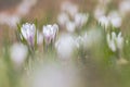 Alpen crocus, Crocus vernus albiflorus